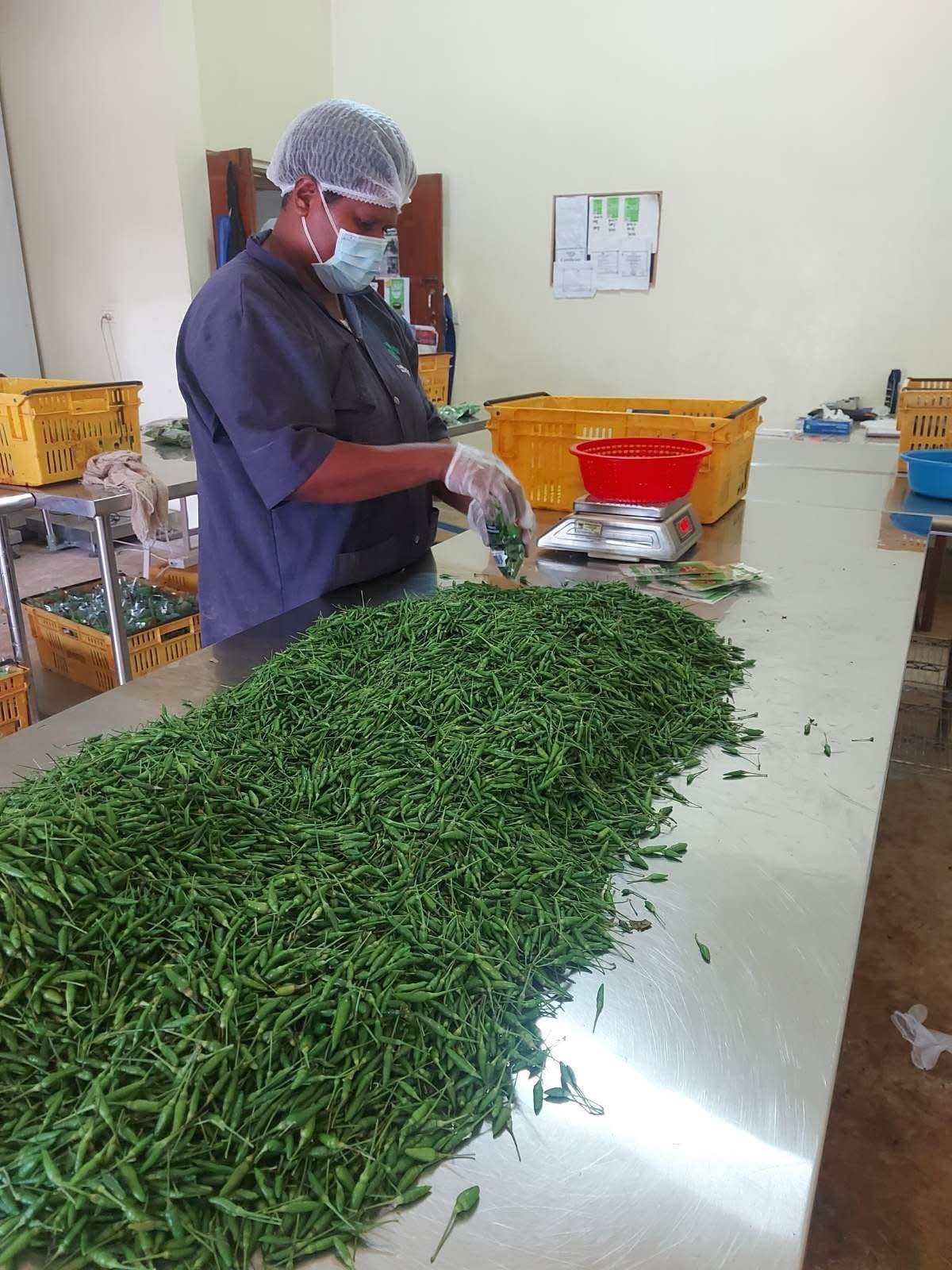 Whole and dry chillies