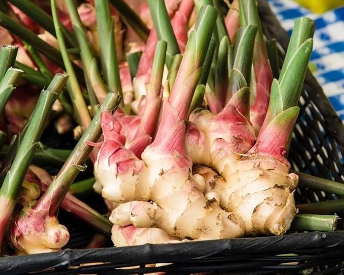 Premium Fijian pink ginger